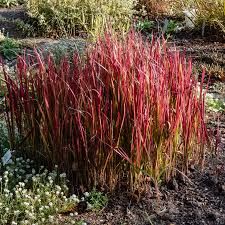 imperata-red-baron-3.jpg