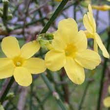 jasminum-nudiflorum-1.jpg