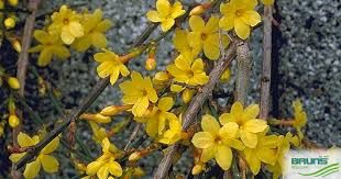 jasminum-nudiflorum-2.jpg