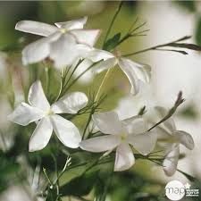 jasminum-officinale-1.jpg