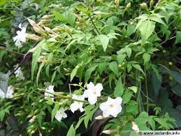 jasminum-officinale-3.jpg