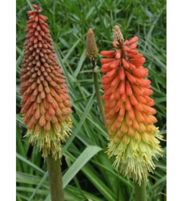 kniphofia-flamenco.jpg
