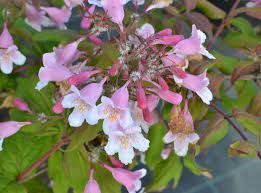 Bois de beauté 'Pink Cloud'