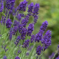 lavandula-anna-1.jpg