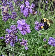 lavandula-anna-2.jpg