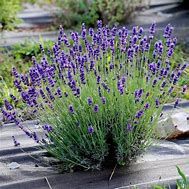 lavandula-anna-3.jpg