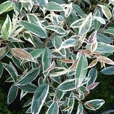 leucothoe-fontainasia-white-water-1.jpg