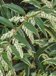 leucothoe-fontainasia-white-water-2.jpg