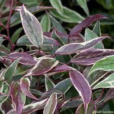 leucothoe-fontainasia-white-water-3.jpg