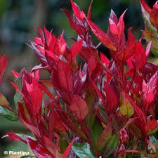 leucothoe-fontanesiana-little-flame-2.jpg