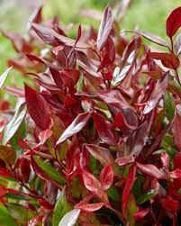 leucothoe-fontanesiana-little-flame-3.jpg