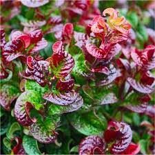 Leucothoé axilaris 'Twisting Red'