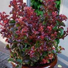 leucothoe-twisting-red-3.jpg