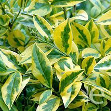 ligustrum-aureum-2.jpg