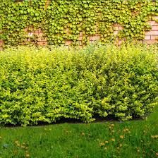 ligustrum-aureum-3.jpg