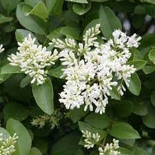 ligustrum-ovalifolium-1.jpg