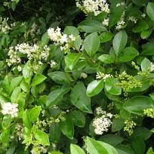 ligustrum-ovalifolium-2.jpg