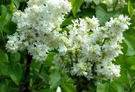 Lilas commun 'Madame Lemoine'
