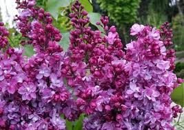 lilas-prince-wolkonsky-4.jpg