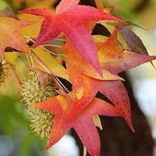 liquidambar-1.jpg