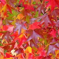 liquidambar-2.jpg