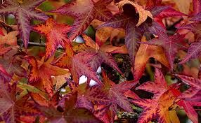 liquidambar-4.jpg