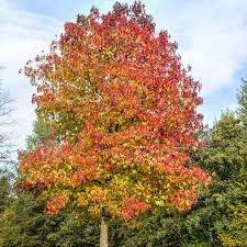 liquidambar-5.jpg