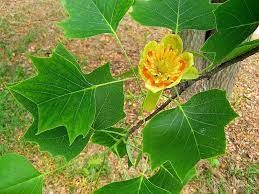 liriodendron-1.jpg