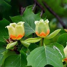 liriodendron-2.jpg