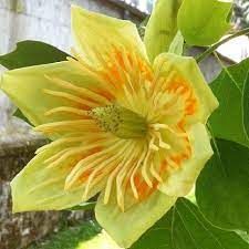 liriodendron-3.jpg