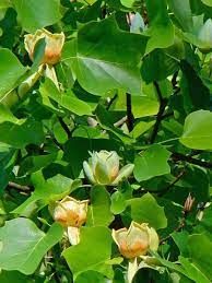 liriodendron-4.jpg