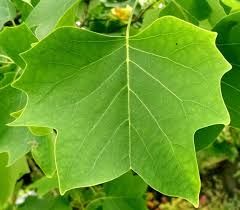 liriodendron-5.jpg