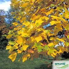 liriodendron-6.jpg