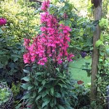 lobelia-deep-rose-2.jpg