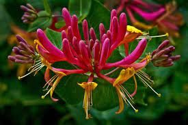 lonicera-american-beauty-1.jpg