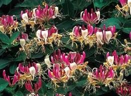 lonicera-american-beauty-2.jpg