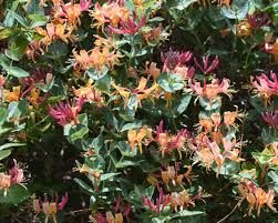 lonicera-american-beauty-3.jpg