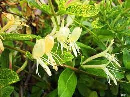 Chèvrefeuille du Japon 'Aureoreticulata'