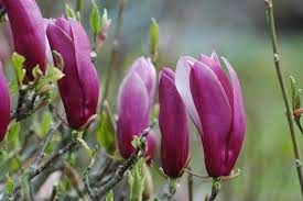Magnolia à fleurs de lys