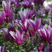 magnolia-liliflora-nigra-2.jpg