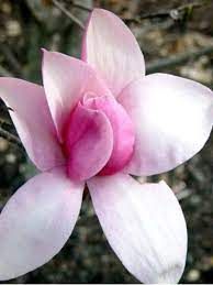 magnolia-star-war-2.jpg