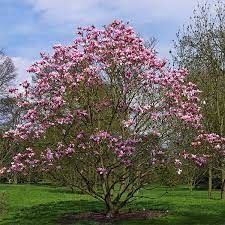 magnolia-star-war-3.jpg