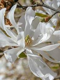 magnolia-waterlily-1.jpg