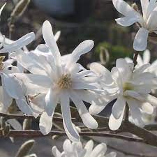 magnolia-waterlily-2.jpg