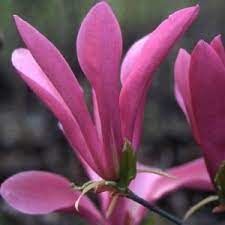 magnolia-x-susan-1.jpg