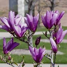 magnolia-x-susan-2.jpg