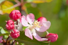 Pommier nain à fleurs 'Coralcole'