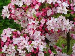 malus-coralcole-3.jpg