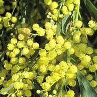 mimosa des 4 saisons