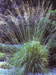 molinia-karl-forster-2.jpg